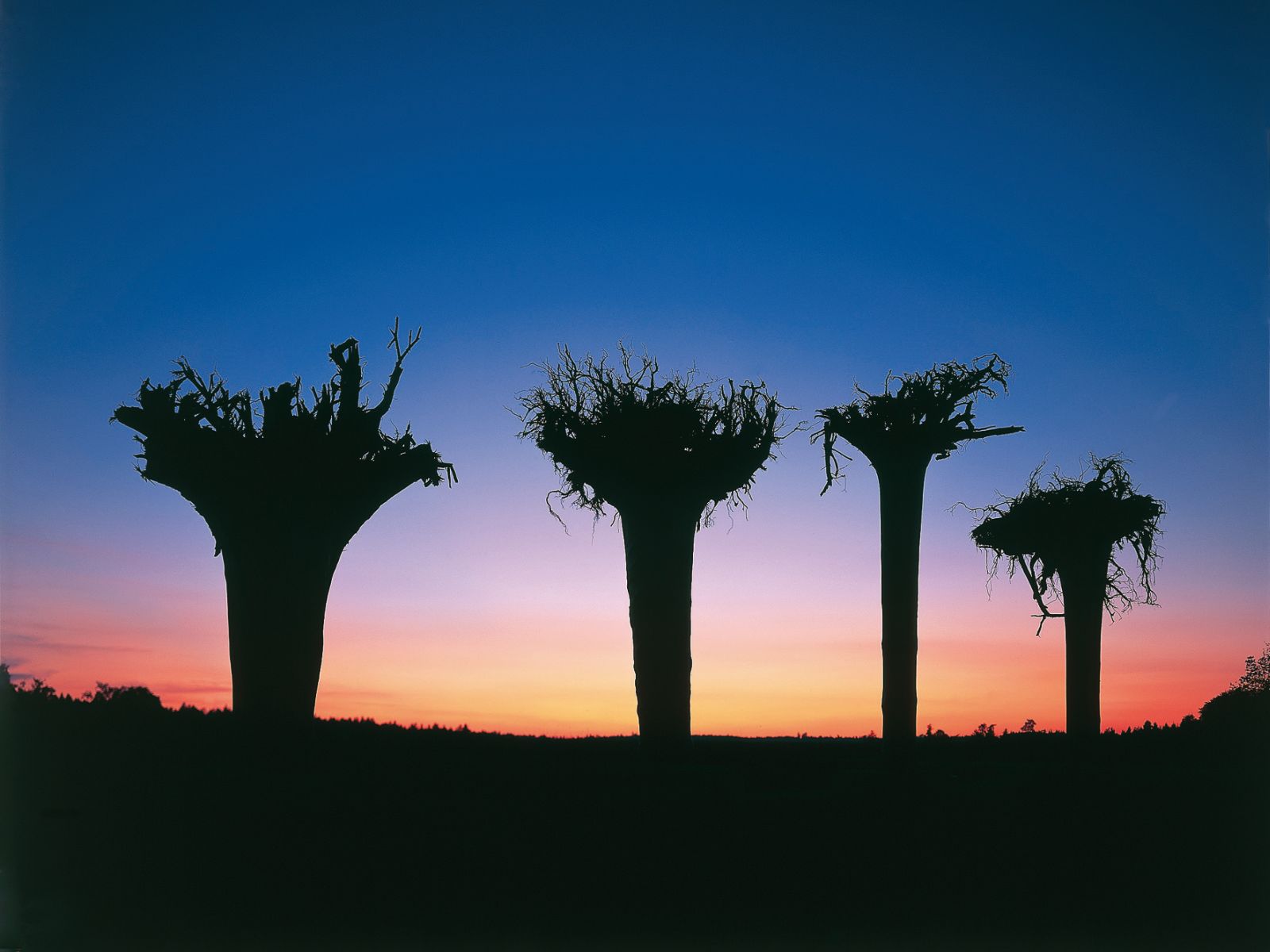  Vier blaue Bäume im Sonnenuntergang 