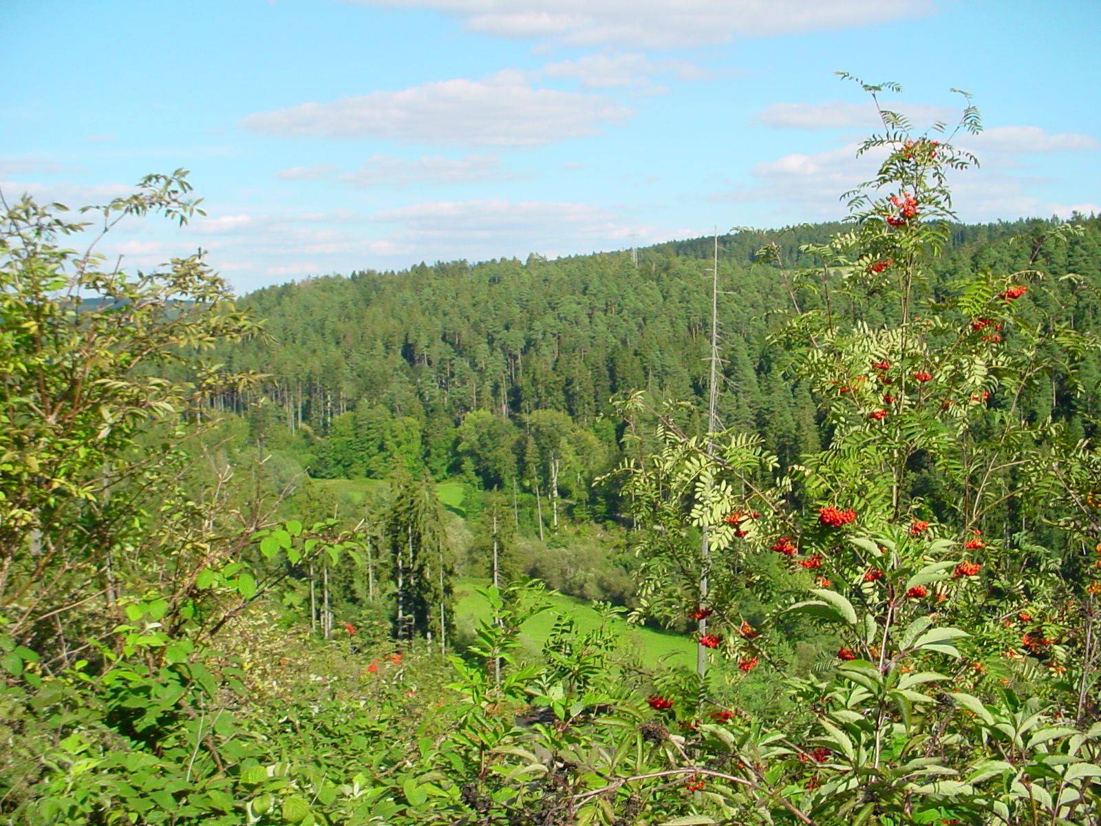                                                     Landschaft Waldachtal                                    